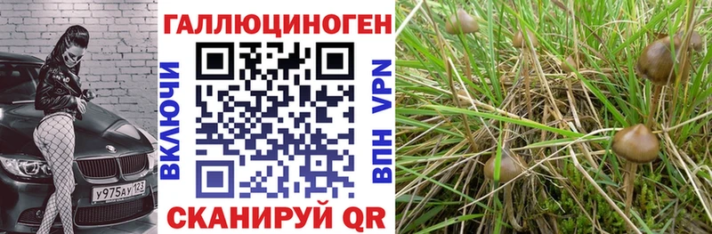 купить наркотики сайты  Владимир  Псилоцибиновые грибы мицелий 